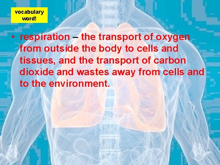 vocabulary word! • respiration – the transport of oxygen from outside the body to