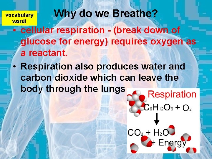 vocabulary word! Why do we Breathe? • cellular respiration - (break down of glucose