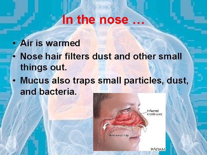 In the nose … • Air is warmed • Nose hair filters dust and