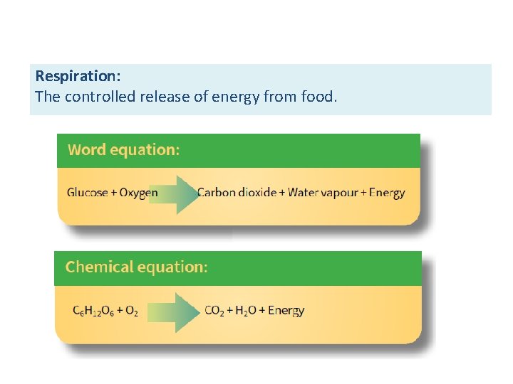 RESPIRATION Respiration: The controlled release of energy from food. 