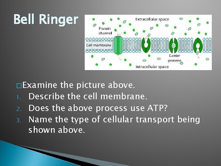 Bell Ringer � Examine 1. 2. 3. the picture above. Describe the cell membrane.