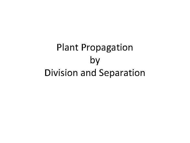 Plant Propagation by Division and Separation 