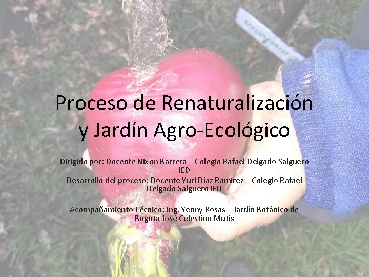 Proceso de Renaturalización y Jardín Agro-Ecológico Dirigido por: Docente Nixon Barrera – Colegio Rafael