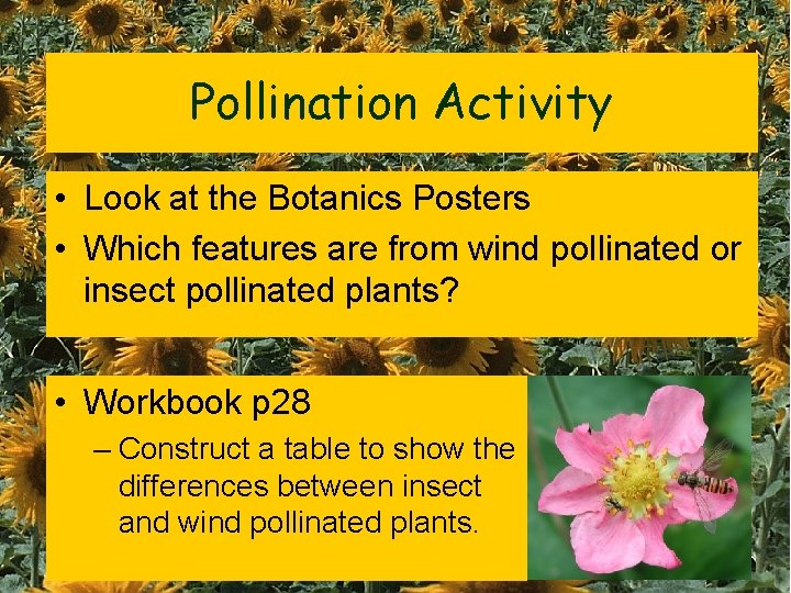 Pollination Activity • Look at the Botanics Posters • Which features are from wind