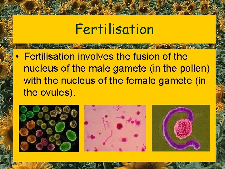 Fertilisation • Fertilisation involves the fusion of the nucleus of the male gamete (in