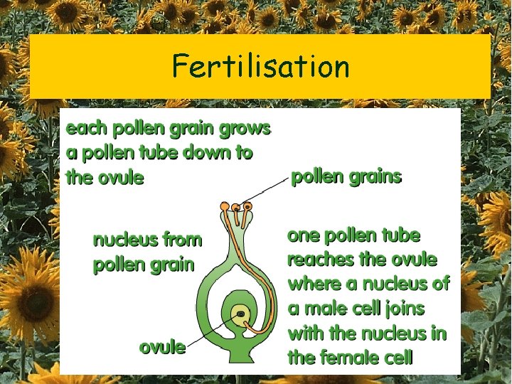 Fertilisation 