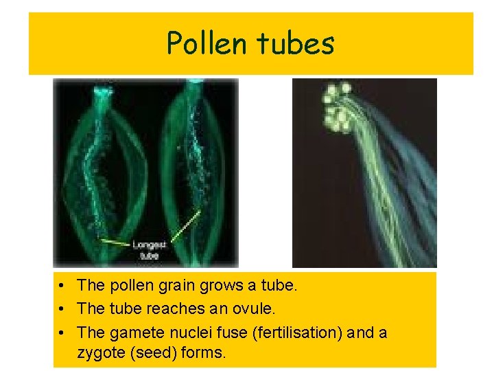 Pollen tubes • The pollen grain grows a tube. • The tube reaches an