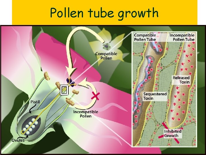 Pollen tube growth 