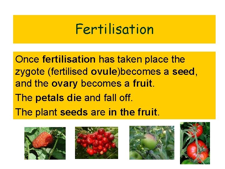 Fertilisation Once fertilisation has taken place the zygote (fertilised ovule)becomes a seed, and the