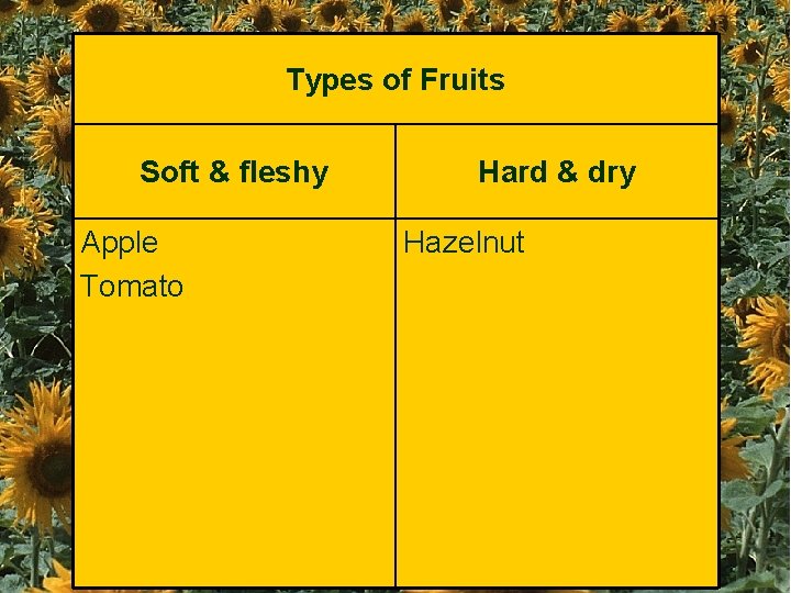 Types of Fruits Soft & fleshy Apple Tomato Hard & dry Hazelnut 