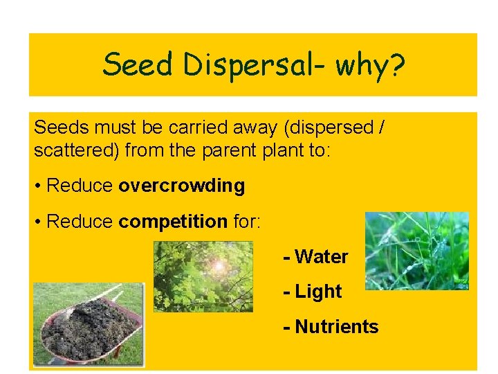 Seed Dispersal- why? Seeds must be carried away (dispersed / scattered) from the parent