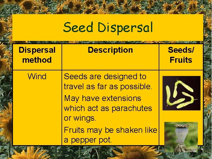 Seed Dispersal method Description Wind Seeds are designed to travel as far as possible.