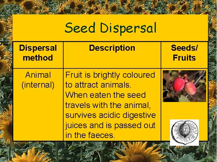 Seed Dispersal method Description Animal (internal) Fruit is brightly coloured to attract animals. When
