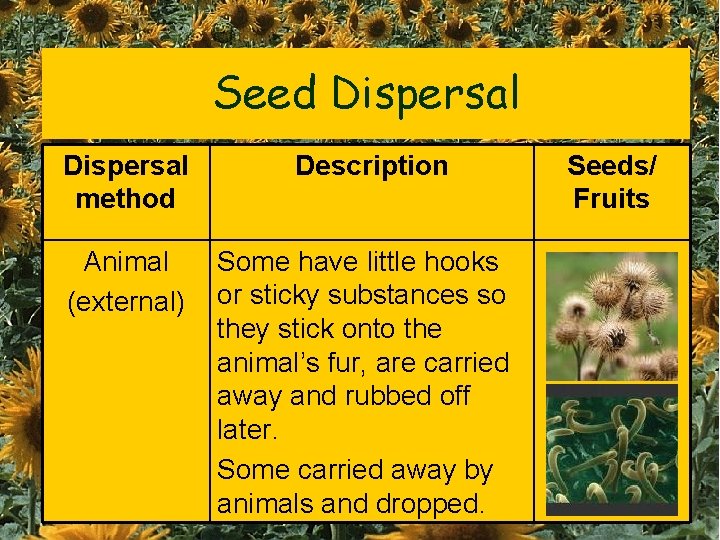 Seed Dispersal method Animal (external) Description Some have little hooks or sticky substances so