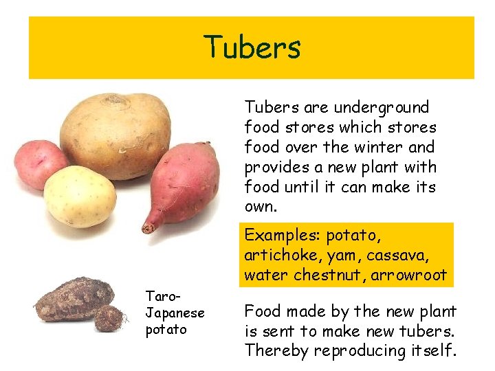 Tubers are underground food stores which stores food over the winter and provides a