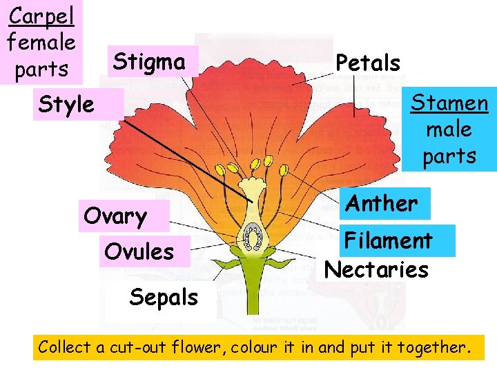 Carpel female parts Stigma Petals Stamen male parts Style Ovary Ovules Sepals Anther Filament