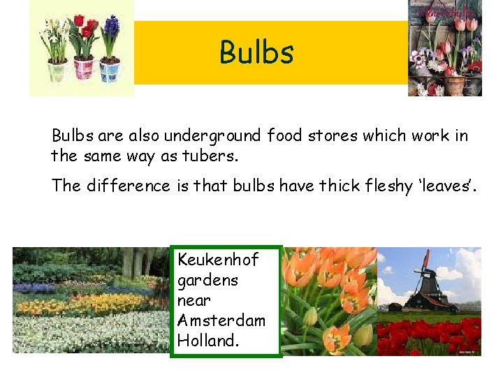 Bulbs are also underground food stores which work in the same way as tubers.