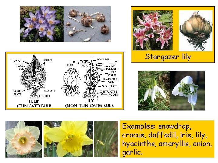 Stargazer lily Examples: snowdrop, crocus, daffodil, iris, lily, hyacinths, amaryllis, onion, garlic. 