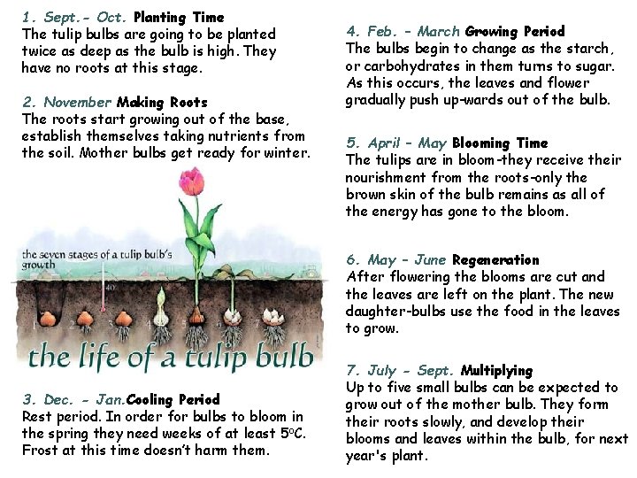 1. Sept. - Oct. Planting Time The tulip bulbs are going to be planted