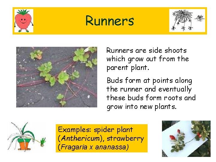 Runners are side shoots which grow out from the parent plant. Buds form at