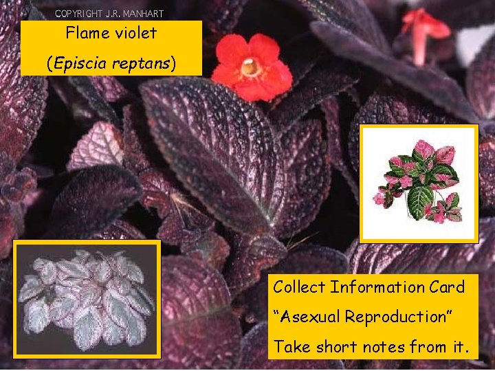 Flame violet (Episcia reptans) Collect Information Card “Asexual Reproduction” Take short notes from it.