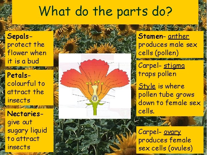 What do the parts do? Sepalsprotect the flower when it is a bud Petalscolourful