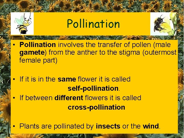 Pollination • Pollination involves the transfer of pollen (male gamete) from the anther to