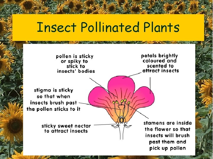 Insect Pollinated Plants 