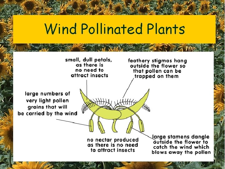 Wind Pollinated Plants 