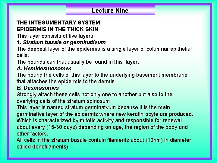 Lecture Nine THE INTEGUMENTARY SYSTEM EPIDERMIS IN THE THICK SKIN This layer consists of