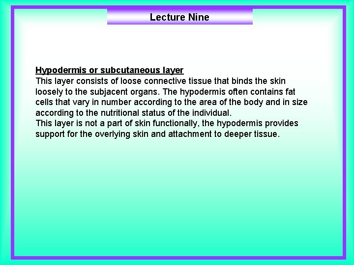 Lecture Nine Hypodermis or subcutaneous layer This layer consists of loose connective tissue that