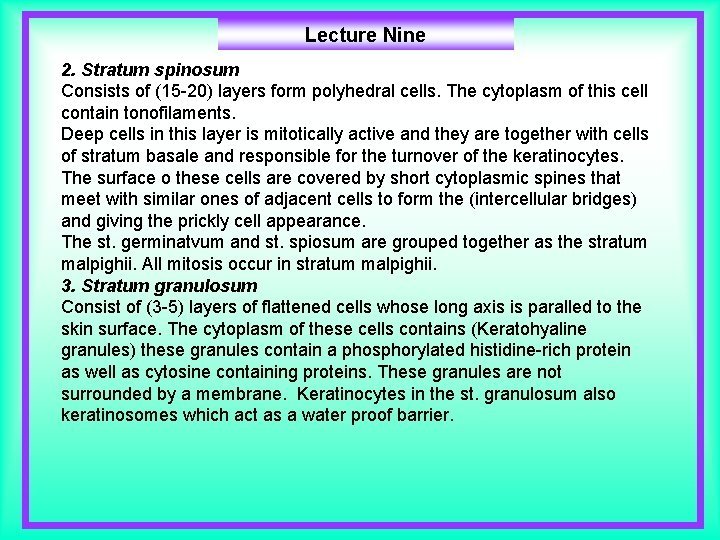 Lecture Nine 2. Stratum spinosum Consists of (15 -20) layers form polyhedral cells. The