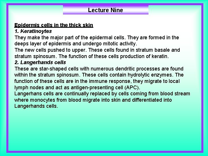 Lecture Nine Epidermis cells in the thick skin 1. Keratinoytes They make the major