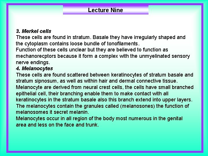 Lecture Nine 3. Merkel cells These cells are found in stratum. Basale they have