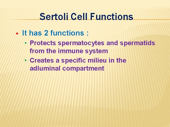 Sertoli Cell Functions § It has 2 functions : • Protects spermatocytes and spermatids