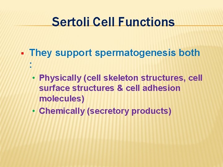 Sertoli Cell Functions § They support spermatogenesis both : • Physically (cell skeleton structures,