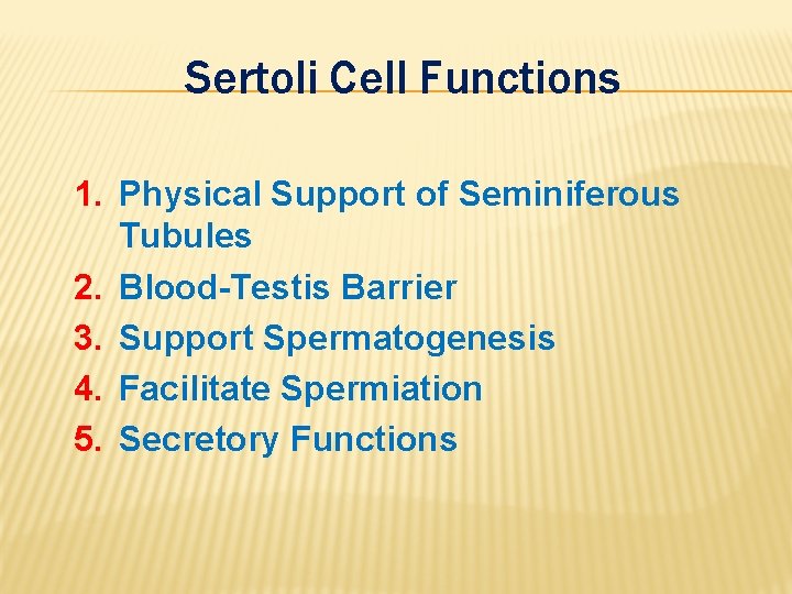 Sertoli Cell Functions 1. Physical Support of Seminiferous Tubules 2. Blood-Testis Barrier 3. Support
