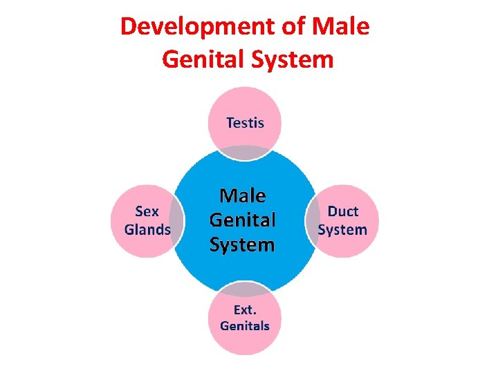 Development of Male Genital System 