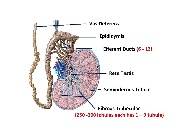Vas Deferens Epididymis Efferent Ducts (6 - 12) Rete Testis Seminiferous Tubule Fibrous Trabeculae