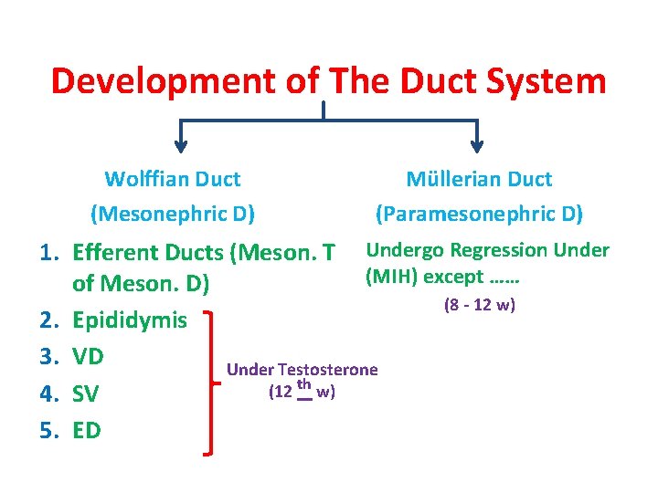 Development of The Duct System Wolffian Duct (Mesonephric D) Müllerian Duct (Paramesonephric D) 1.