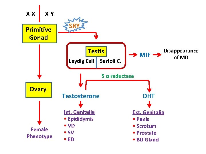 XX XY Primitive Gonad SRY Testis MIF Leydig Cell Sertoli C. Disappearance of MD
