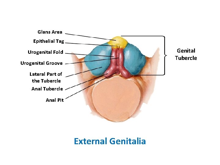 Glans Area Epithelial Tag Genital Tubercle Urogenital Fold Urogenital Groove Lateral Part of the