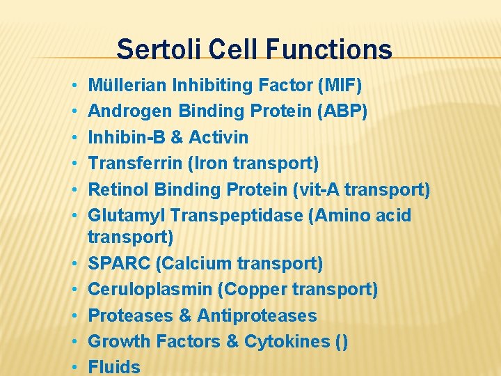 Sertoli Cell Functions • • • Müllerian Inhibiting Factor (MIF) Androgen Binding Protein (ABP)