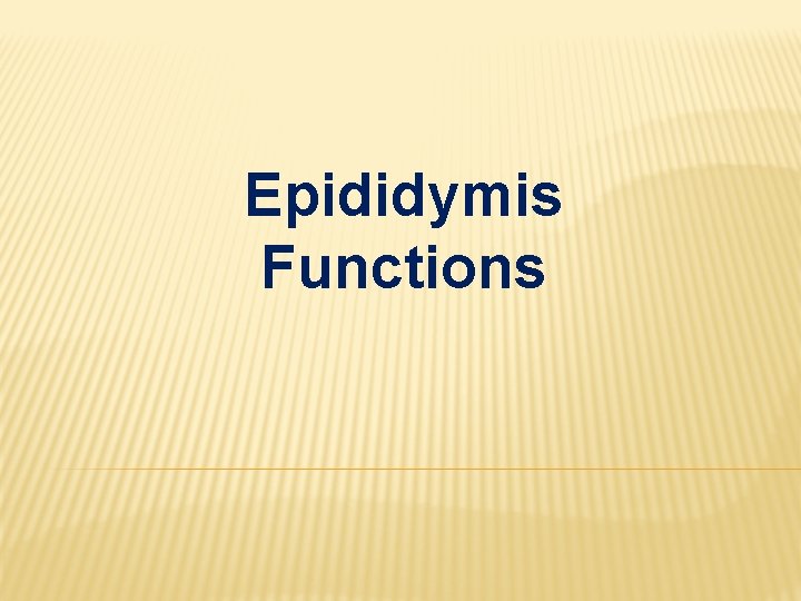 Epididymis Functions 