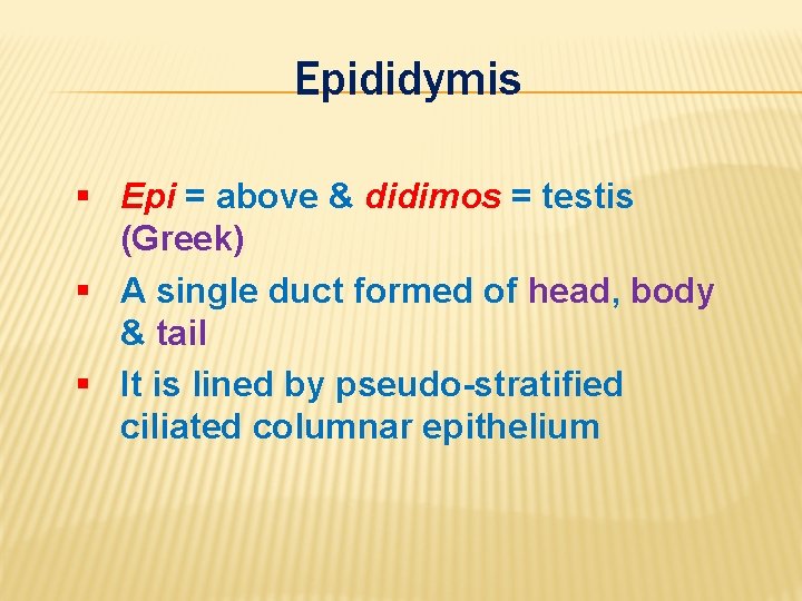Epididymis § Epi = above & didimos = testis (Greek) § A single duct