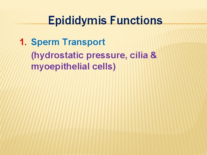 Epididymis Functions 1. Sperm Transport (hydrostatic pressure, cilia & myoepithelial cells) 