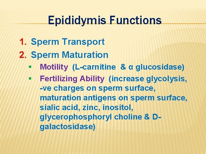 Epididymis Functions 1. Sperm Transport 2. Sperm Maturation § Motility (L-carnitine & α glucosidase)