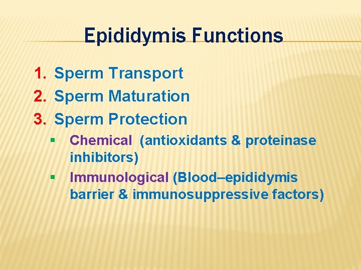 Epididymis Functions 1. Sperm Transport 2. Sperm Maturation 3. Sperm Protection § Chemical (antioxidants