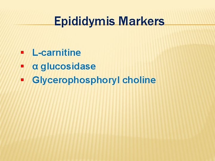 Epididymis Markers § L-carnitine § α glucosidase § Glycerophosphoryl choline 