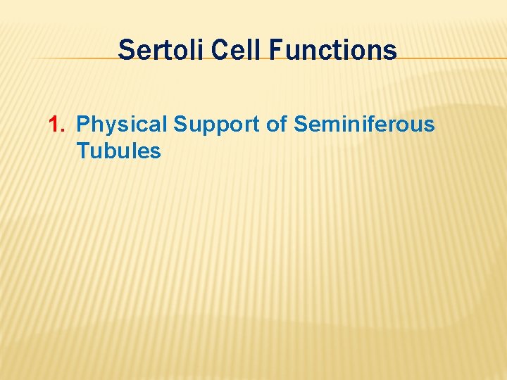 Sertoli Cell Functions 1. Physical Support of Seminiferous Tubules 
